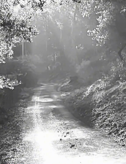Paysage baigné de lumière dans une forêt, évoquant un passage entre réel et imaginaire